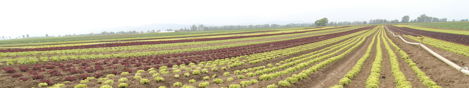 Salatanbau im Feld ©DLR